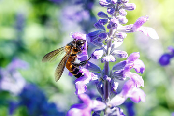Bumble  honey  Bee buzzing on on lavender flower