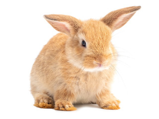 Red-brown cute baby rabbit isolated on white background. Lovely young rabbit sitting.