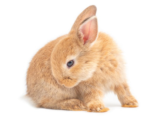 Obraz premium Orange-brown cute baby rabbit isolated on white background. Lovely young rabbit sitting and licking hair.