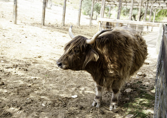 Wild ox farm