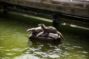 Fototapeta na wymiar Otters in lake