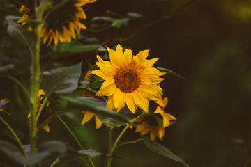 sunflower