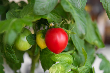 Beautiful red ripe tomatoes grown in a greenhouse. Red tomatoe with green leaves.