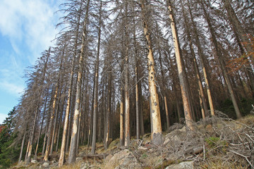 toter Wald Bäume Borkenkäfer Befall abgestorbene Bäume