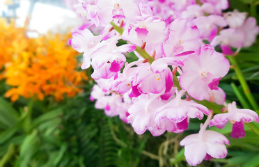 Fototapeta na wymiar Bunch of purple orchid flowers