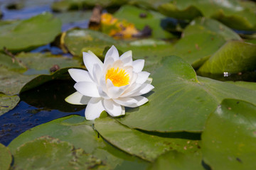 Beautiful white blossom water lilies around green leaves