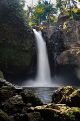 Obraz premium Waterfall landscape. Amazing Tegenungan waterfall in tropical rainforest in Bali near Ubud. Slow shutter speed, motion photography.