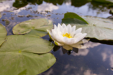 Beautiful white blossom water lilies around green leaves