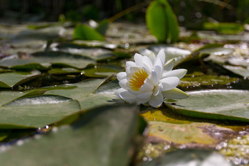 Beautiful white blossom water lilies around green leaves