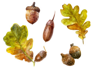 Oak branch with acorn watercolor isolated on white background © cosmicanna