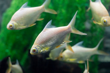 Naklejka premium Java barb, Silver barb fish ( Barbonymus gonionotus) in aqurium