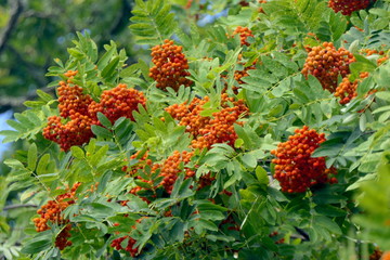 Vogelbeeren an Eberesche