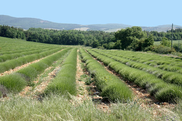 Fototapeta na wymiar champ de lavandes récolté