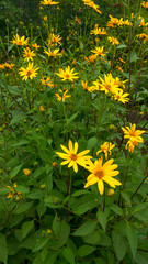 Yellow large daisies, green Bush topinambur  with bright yellow flowers with long petals