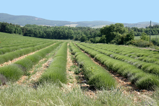 champ de lavandes r&eacute;colt&eacute;