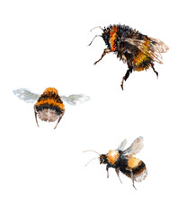 Three black bumblebees with yellow stripes. Upper with folded wings, lower bumblebee with wings raised up. Left bumblebee rear view. Watercolor.