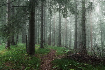 morning in the misty forest
