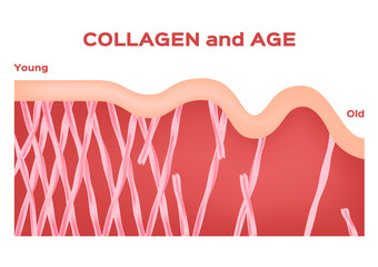 collagen in younger skin and aging graphic vector / age