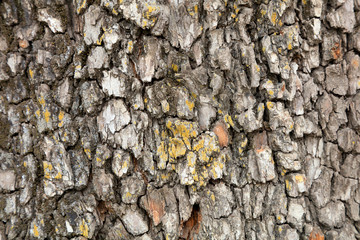 Chapped bark