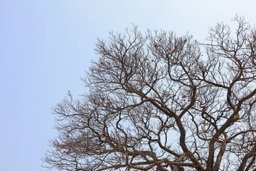 Withered tree