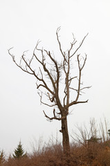 Withered tree in the park.