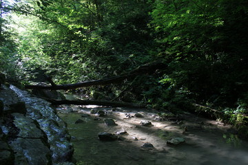 Obraz premium river in the forest