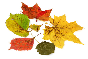 colorful autumn leaves