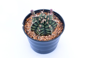 cactus in pot  on white background