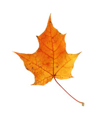 Autumn Maple Leaf
