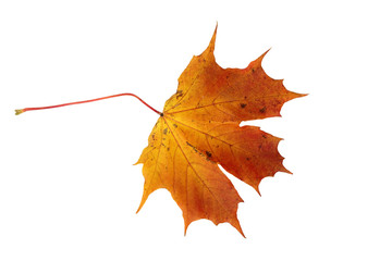 Autumn Red Maple Leaf