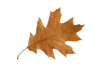 Autumn Oak Leaf