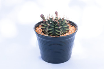cactus in pot  on white background