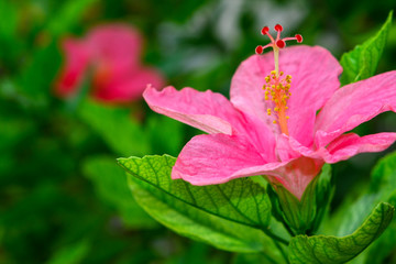 Closeup of Desert Rose Tropical flower