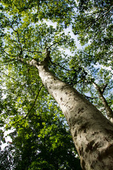 Fototapeta premium Baum im Wald