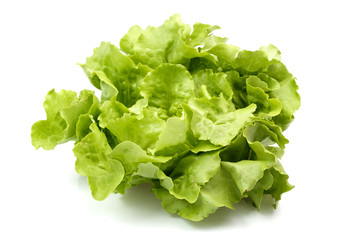 fresh green lettuce isolated on white background