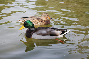 Ducks swim on water close-up