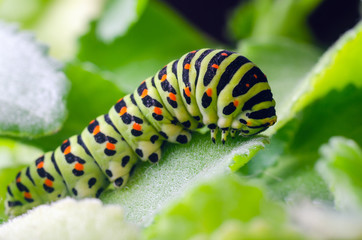 Caterpillar of the Machaon crawling on green leaves, close-up