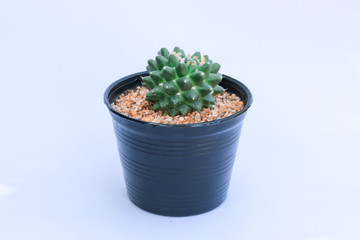cactus in pot isolated on white