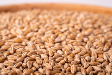 Wheat seeds grains in wooden bowl macro close up, angle view, isolated on white background