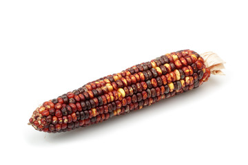 Indian Corn