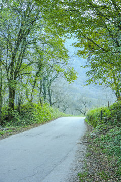 Asphalt road going through the forest. 