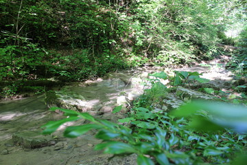 stream in the forest