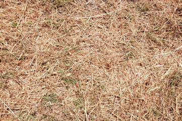 Dry grass texture close-up