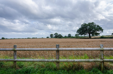 Fototapeta na wymiar A field of wheat growing in the South Staffordshire countryside in the UK