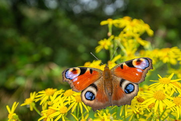 Peacock Butterfly on Blossom Ragwort Flowers