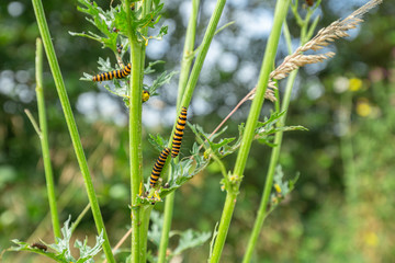 Cinnabar Moth Caterpillars Close Up