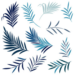 Set of vector elegant palm leaves in blue color, summer tropical theme