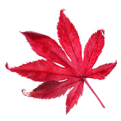 Autumn foliage watercolor isolated on white background