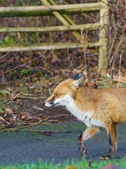 Red Fox (Vulpes vulpes), taken in the UK