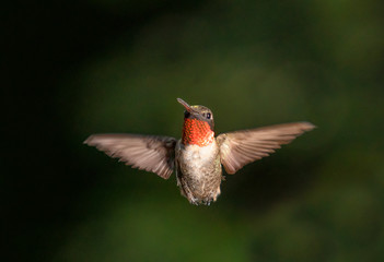 Male Ruby Throated Hummingbird in Flight